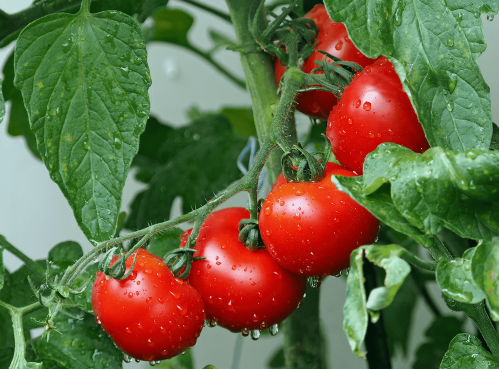 Plantio de tomate